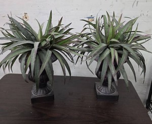 lot 407 image: Pair of Faux Plants in Pedestal Urns with Green and Purple Striped Leaves.