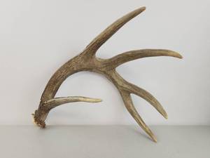 lot 212 image: Shed Whitetail Deer Single Antler
