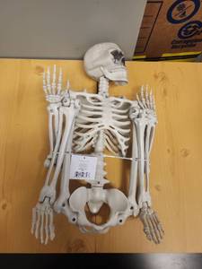 lot 71063 image: Poseable Human Skeleton Model with Articulated Joints - Retail $15