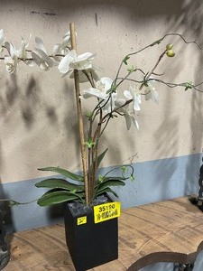 lot 35190 image: Artificial white orchid