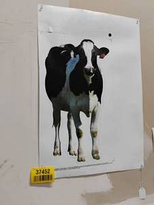 lot 37452 image: MOO MOO MILK COW STICKER - 19 X 8