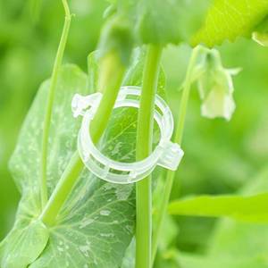 lot 68193 image: Secured Plastic Plant Clip, Plant Support Clips, Garden Clips for Climbing Plants, Plastic Trellis Clips Plant Support Clips Tomato Grape Vine Vegetables Plant Fixing Clips (100, White)