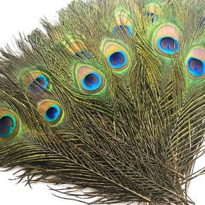 lot 1478 image: Piokio 25 Pcs Bulk Peacock Feathers, 10-12 inch - Retail $16