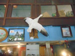 lot 3955 image: Snow Goose Taxidermy