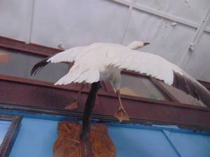 Snow Goose Taxidermy