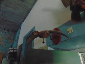 lot 3958 image: Hen Duck Taxidermy