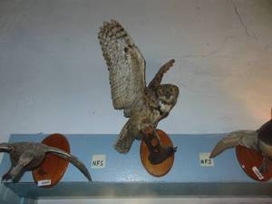 lot 3959 image: Scary Taxidermy -