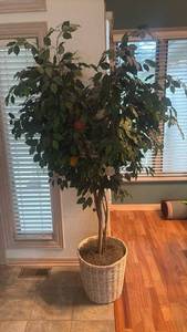 lot 1443 image: Large Faux Ficus Tree in Woven Basket Planter approx 6ft Tall