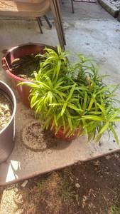 lot 4109 image: Red Ceramic Plant Pots one with plant