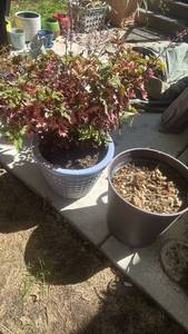 lot 4110 image: Round Outdoor Planters with plant one plastic