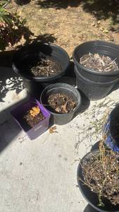 lot 4111 image: Plastic planters