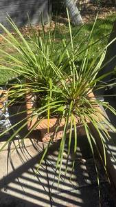 lot 4118 image: Potted Ornamental Grass Plant in Textured Planter HEAVY will need help