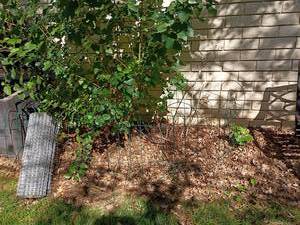lot 4123 image: Garden Fencing