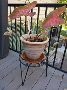 lot 4129 image: Live Plant with Stand.  24 x 14