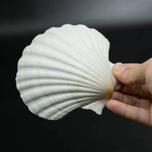 lot 14145 image: SEAJIAYI 15 Pcs 3.5-4 Inch Natural White Scallop Shells For Baking