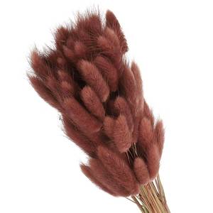 lot 2137 image: PATIKIL Bunny Tails Dried Flowers 15.7in 70pcs Brown Red Pampas Grass