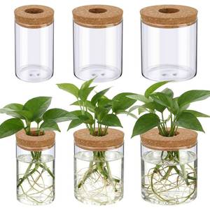lot 5581 image: Ferrochef Glass Plant Propagation Stations 6 Pcs Hydroponic Vases