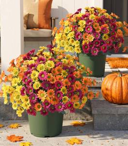 lot 18902 image: HyeFlora Artificial Mums Outdoor Flowers 6 Bundles 10.6 Inch Fall Mix