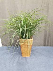 lot 973 image: Potted Ornamental Grass Plant in Woven Basket