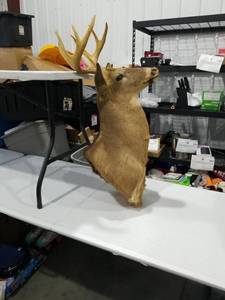 Taxidermied Deer Head Mount with Antlers