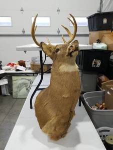 lot 1051 image: Taxidermied Deer Head Mount with Antlers
