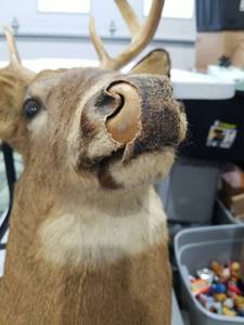 Taxidermied Deer Head Mount with Antlers