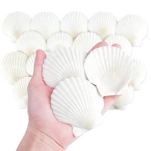 lot 2199 image: 20 PCS 3 Inch Natural Scallop Shells for Crafts, Large Seashells Sea Shells - Retail $9