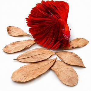 lot 2244 image: SunGrow 50 pcs Catappa Indian Almond Leaves �� 2 Water Conditioner for Betta Fish Tank, Aquarium Leaf for Fish Breeding, Shrimp, Goldfish, Guppy & Frogs - Retail $7