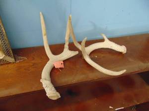 lot 3004 image: Pair of Weathered Antlers