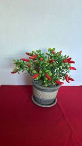lot 1241 image: Potted Decorative Pepper Plant with Red Peppers and Green Leaves