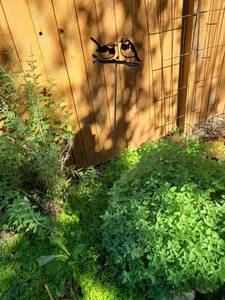 lot 4102 image: Two Birds on Branch Garden Stake Silhouette Yard Ornament and two trellis atqpkw defense