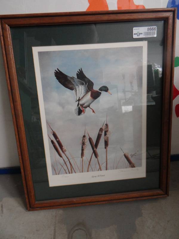 lot 8666 image: Framed Mallard duck print signed & numbered by artist F. Crowley  Topping the cattails- 17 x 22