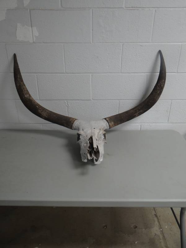 lot 8703 image: Rare- Large Watusi bull skull mount- 40 wide