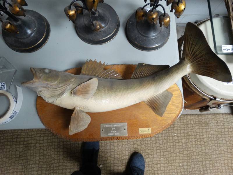 lot 8738 image: Taxidermy Walleye Mount