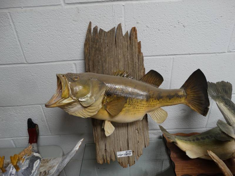 lot 8739 image: Taxidermy Bass Mount