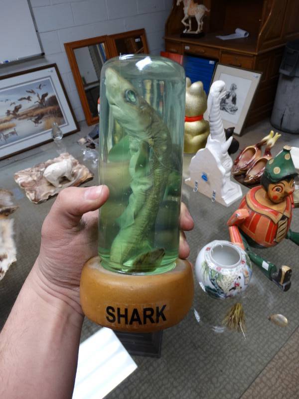 lot 8742 image: Baby Shark in a bottle