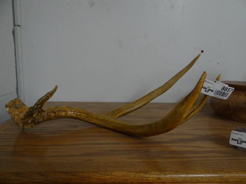 lot 8857 image: Clay lidded pot & deer antler