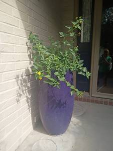 lot 996 image: Blue Vase with live Plant.  May want to bring dolley could be heavy.  33 x 16.  Matches lot 997