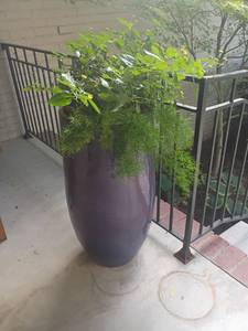 lot 997 image: Blue Vase with live Plant.  May want to bring dolley could be heavy.  33 x 16.  Matches lot 996
