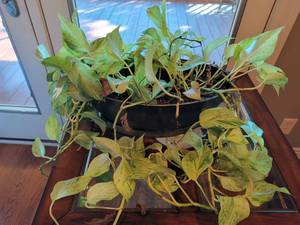 lot 1201 image: Live variegated pathos plant in 18x8 planter Pot