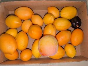lot 1345 image: Mixed Citrus Fruit Lot Oranges Lemons Apricots Mango