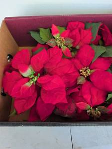 lot 3234 image: Poinsettia Plants ring