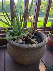 lot 4105 image: Clay pot, 8x12, with live aloe vera plant