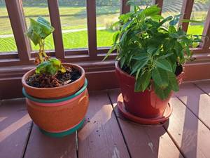 lot 4106 image: Clay and ceramic pots with live plants.