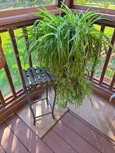 lot 4108 image: Livw Spider plant on stand 32x16 with additional  plant stand 23x10x10