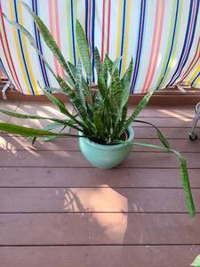 lot 4109 image: Potted Snake Plant in Turquoise Ceramic Planter