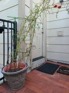 lot 4200 image: Resin flower pot, 15x18, with plastic pot inside with tomato cage and cherry tomato plant.