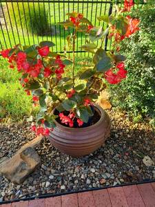 lot 4209 image: Heavy clay flowerpot, 36x16, with live begonia in a plastic pot