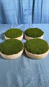 lot 3002 image: Small Moss Bowl - Threshold, LOT OF 4