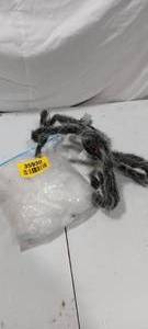 lot 35930 image: Large furry spider with a spider web